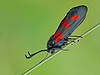 butterfly butterfly