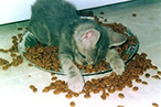 tired reduced in size Tired Kitten Fallen Asleep in Food Dish